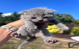 British Shorthair cats for sale: British Shorthair  - Image 11