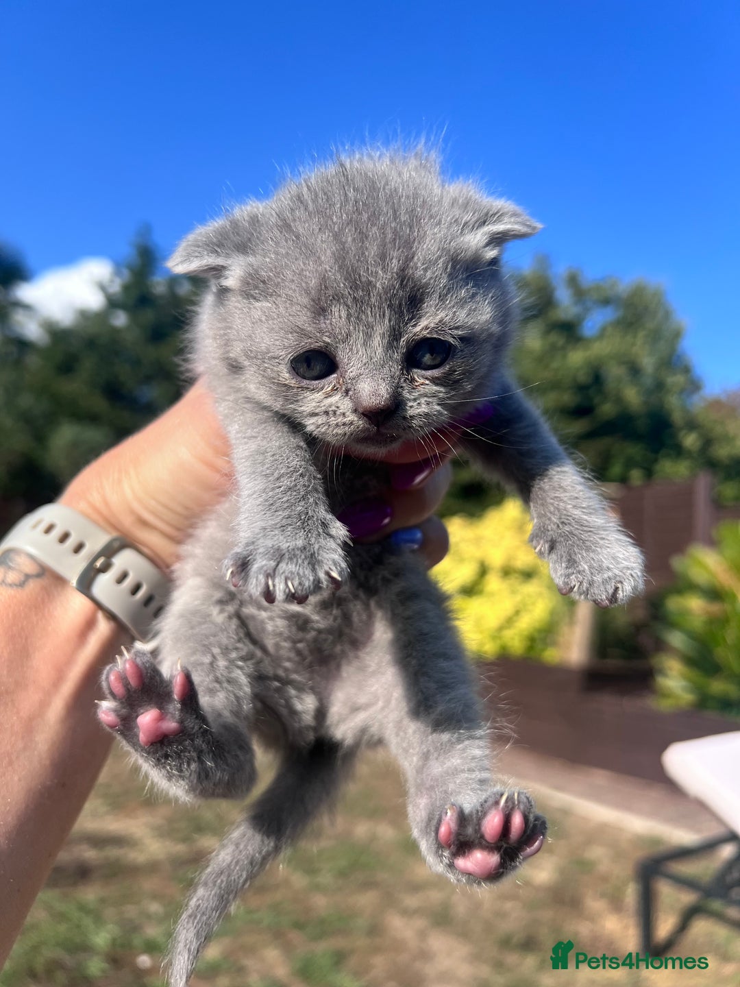 British Shorthair cats for sale: British Shorthair  - Image 11