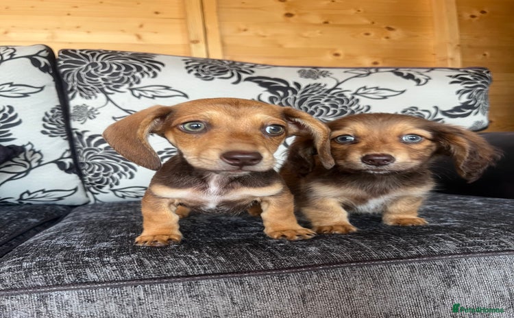 Miniature Dachshund dogs - Advert 8
