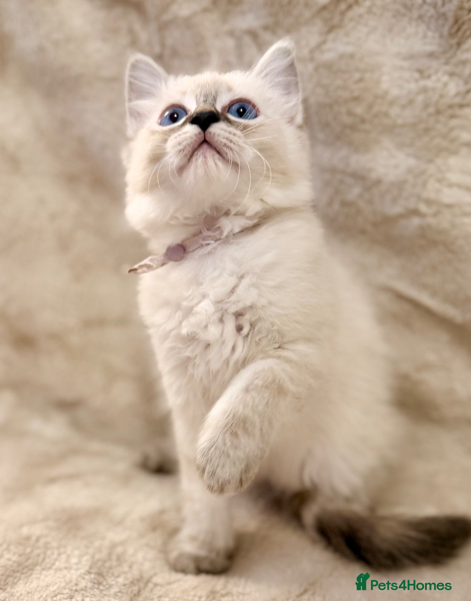 Ragdoll cats ✨ Beautiful Ragdoll Girl Kittens 🩷 - Advert 5