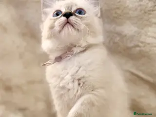 Ragdoll cats ✨ Beautiful Ragdoll Girl Kittens 🩷 - Advert 5