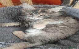 Maine Coon cats for sale: Fully health tested and Tica registered  in Great Missenden - Image 35