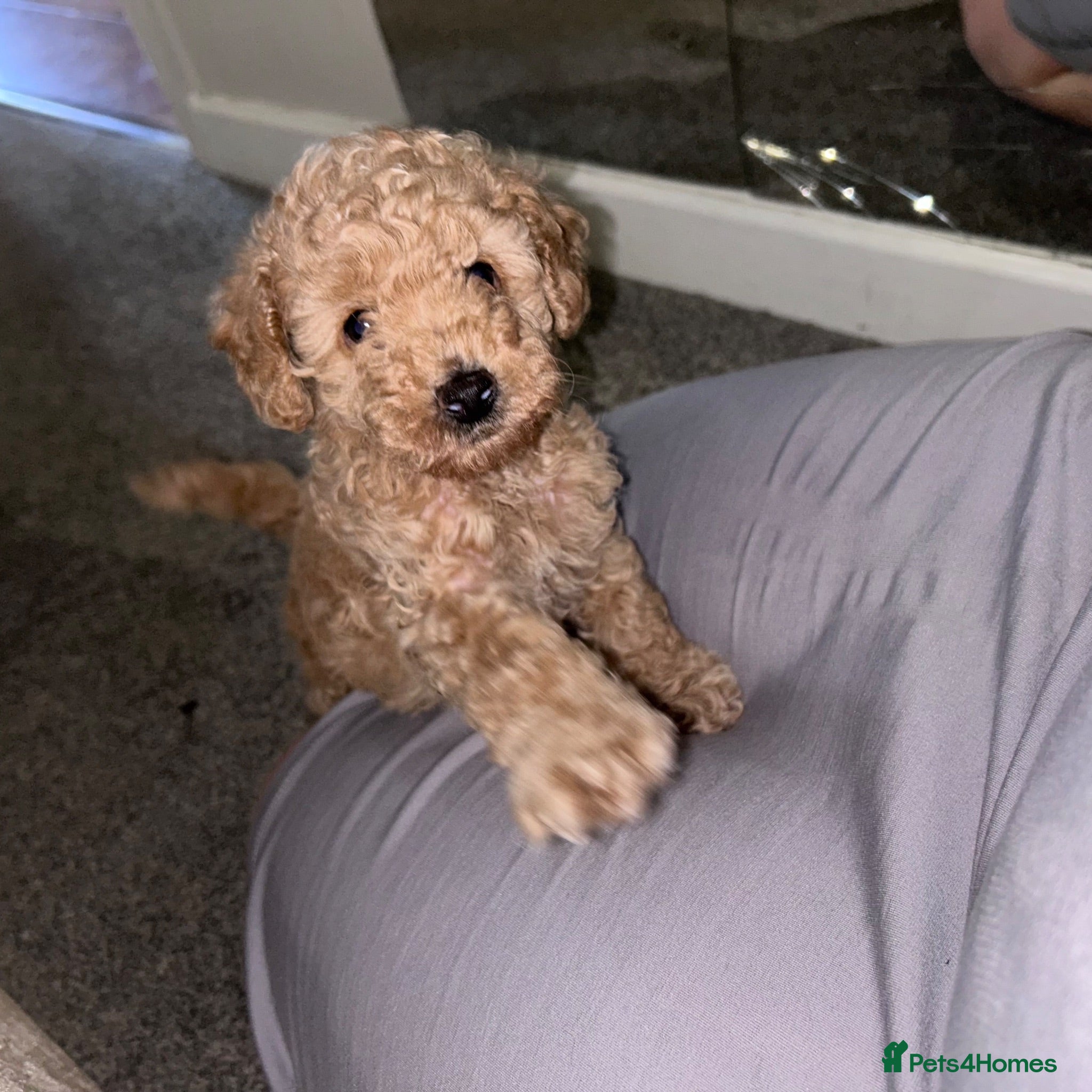Miniature Poodle dogs Male mini poodle  - Advert 1