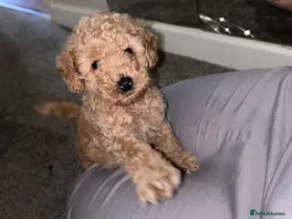Miniature Poodle dogs Male mini poodle - Advert 1