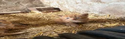 Mixed Breed cats for sale: Kittens looking for forever home! - Advert 10