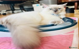 Ragdoll cats for sale: SILKY ADORABLE RAGDOLL KITTEN CHAMPIONLINE - Image 2