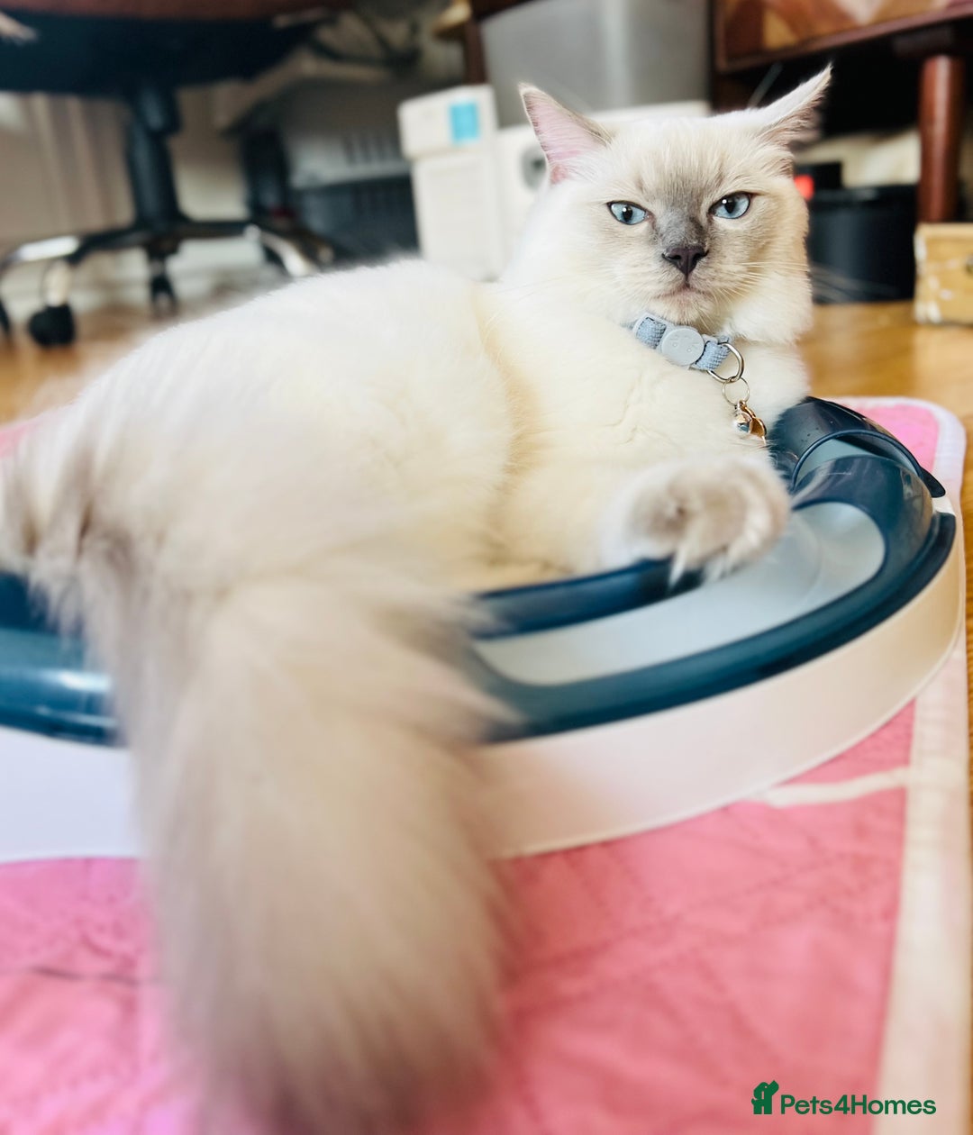 Ragdoll cats for sale: SILKY ADORABLE RAGDOLL KITTEN CHAMPIONLINE - Image 2