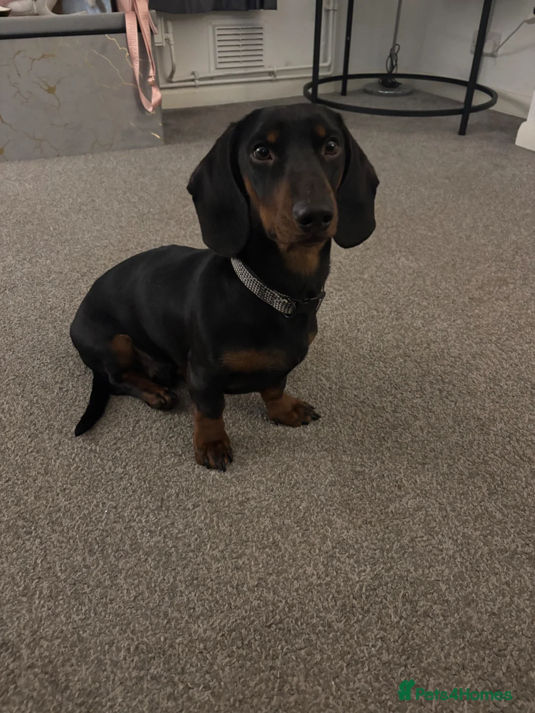 Dachshund dogs for sale: Datchund  in Hertford - Advert 4