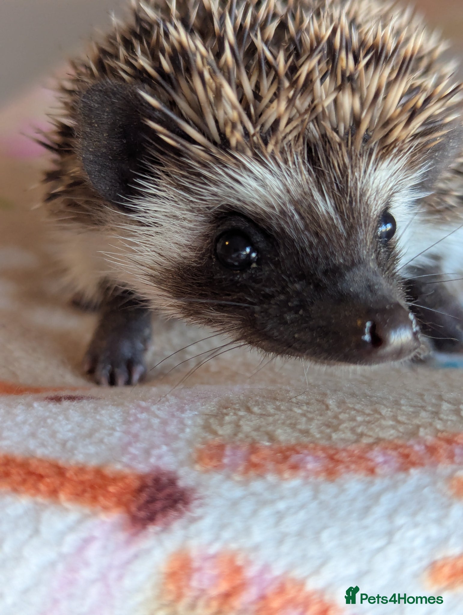 Pygmy Hedgehog rodents for sale: 2 Gorgeous Hoglets Ready Next Week  - Advert 3