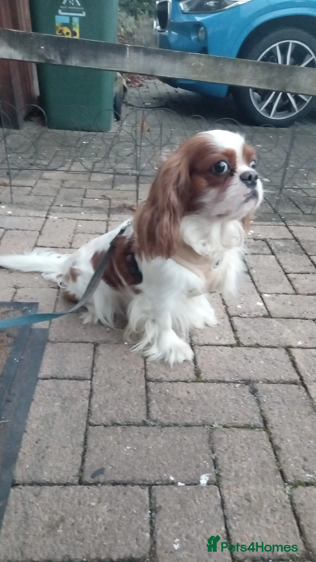 Cavalier King Charles Spaniel dogs for stud: Stud Service - Advert 2