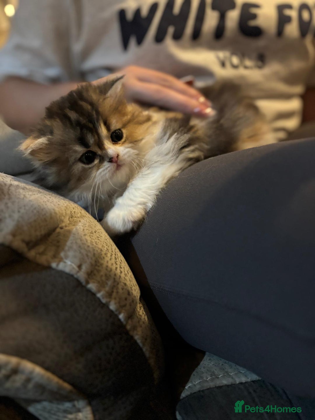 Scottish Fold cats for sale: TICA REGISTERED SCOTTISH BABIES  - Image 10