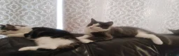 Mixed Breed cats for sale: Kittens ready to leave now  - Advert 5