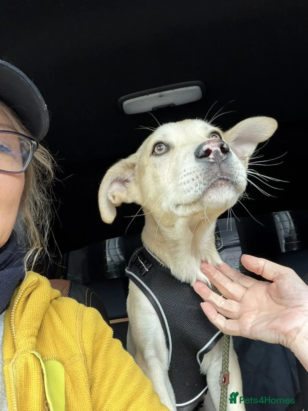 Mixed Breed dogs for adoption: Dougie - Advert 2