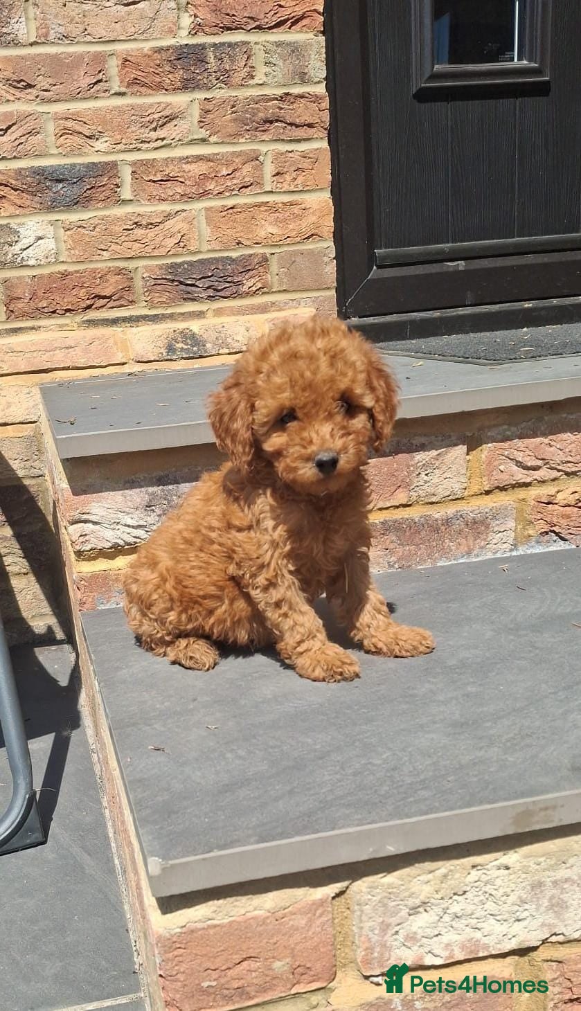 Cockapoo dogs Cockapoo puppies  - Advert 5