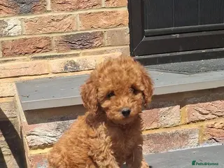 Cockapoo dogs Cockapoo puppies - Advert 5