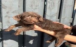 Patterdale Terrier dogs for sale: ⭐️ Patterdale puppies only 2 girls available ⭐️ - Image 4