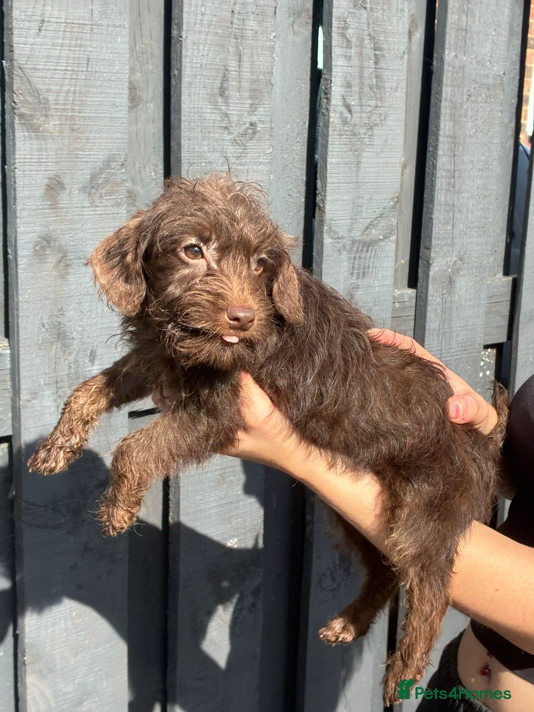 Patterdale Terrier dogs for sale: ⭐️ Patterdale puppies only 2 girls available ⭐️ - Image 4