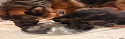 German Shepherd dogs for sale: EXCEPTIONAL KC REG GERMAN SHEPHERD PUPPIES - Advert 4
