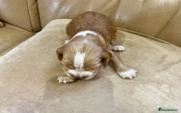 Cocker Spaniel dogs for sale: 4⭐️Licensed KC Reg English Show Cocker Spaniel - Image 11