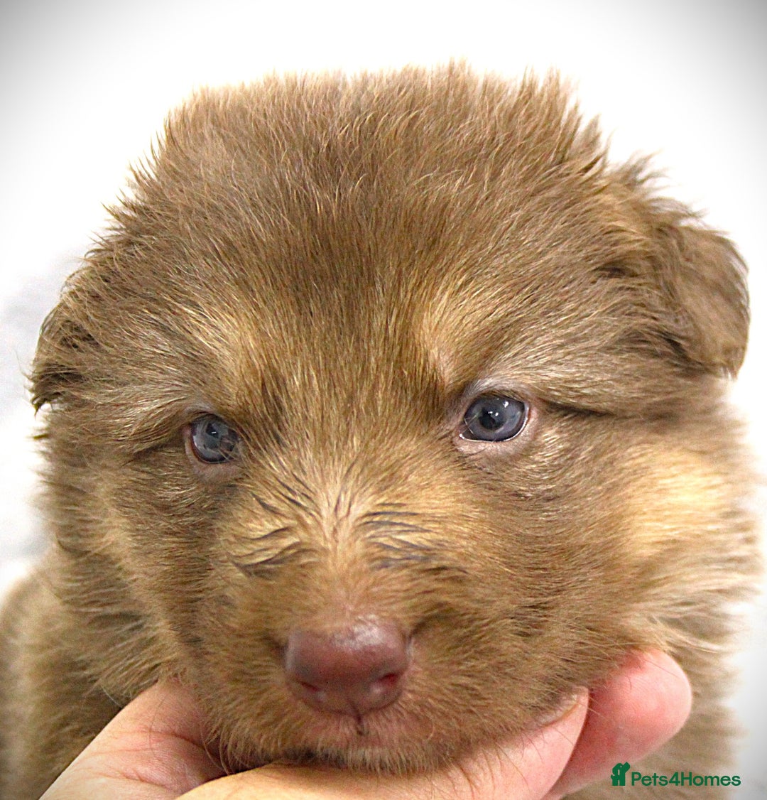 German Shepherd dogs for sale: GORGEAOUS K/C Registered German Shepherd puppies - Image 23