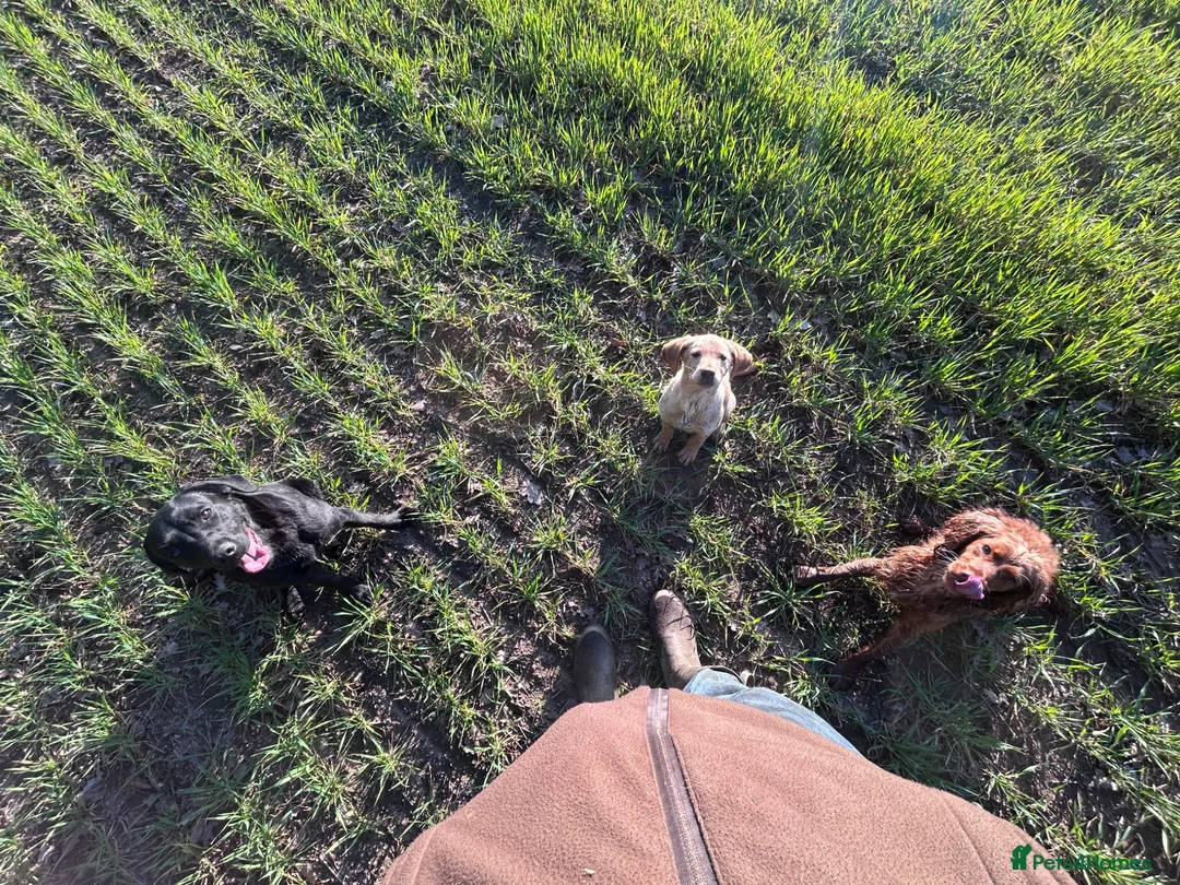 Cocker Spaniel dogs for sale: Lyla  in Thirsk - Advert 3