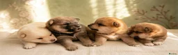 Japanese Shiba Inu dogs for sale: Health tested Shiba puppies - Advert 1