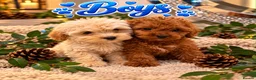 Maltipoo dogs for sale: 🐾🎃 5 GORGEOUS ASIAN  **  MALTIPOO PUPPIES! 🎃 - Advert 3