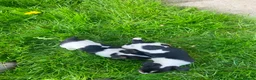 Jack Russell dogs for sale: Beautiful Jack Russell Girls Available  - Advert 30