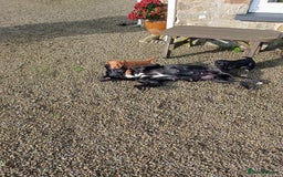 Cockerdor dogs for sale: Cockerdor puppies  - Advert 5