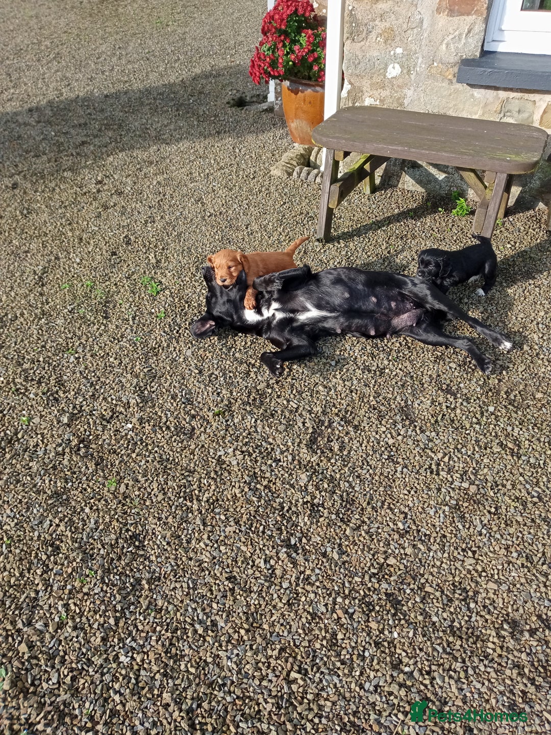 Cockerdor dogs for sale: Cockerdor puppies  - Advert 5