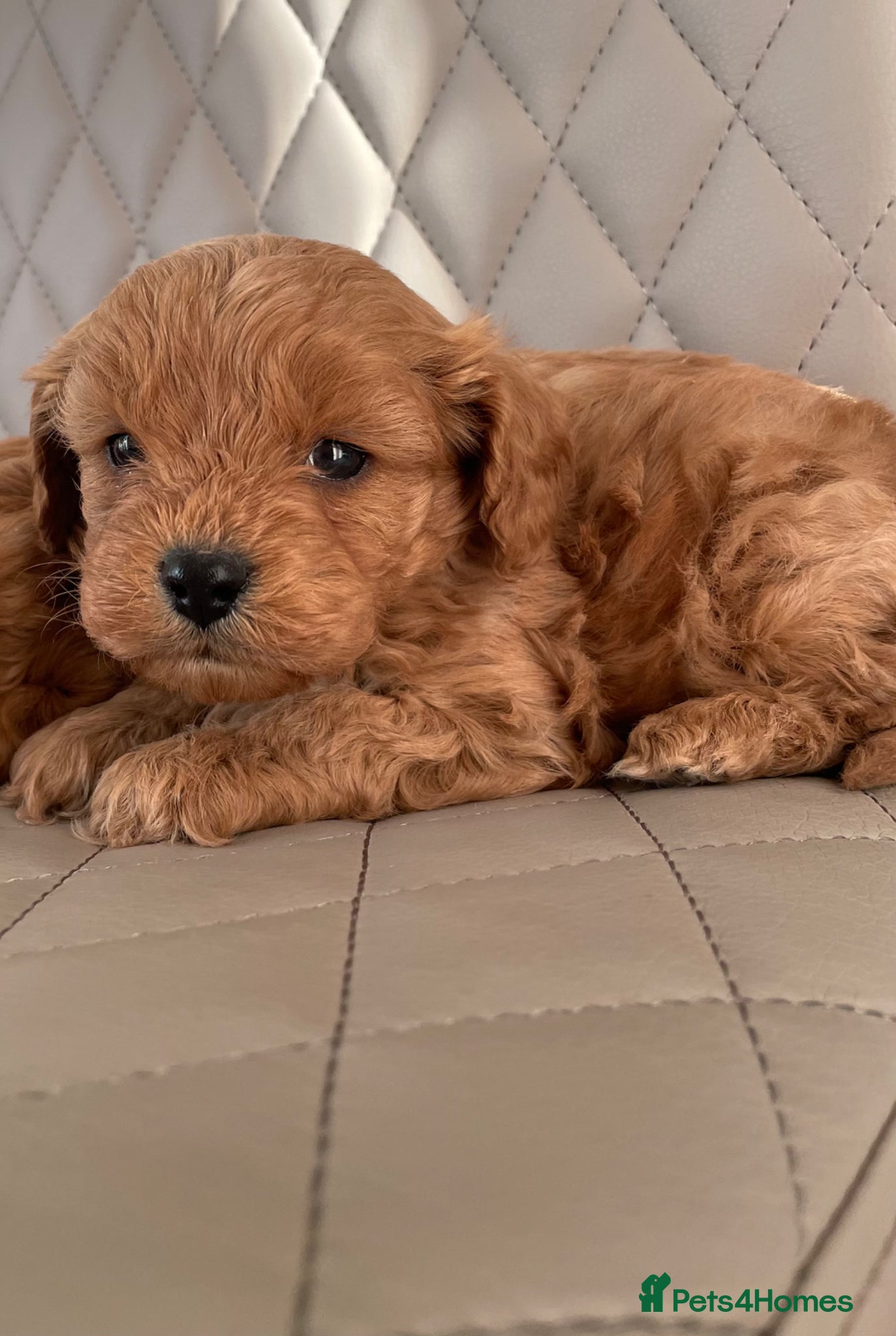 Cavapoo dogs F1Health Tested Cavapoo Puppies  - Advert 4
