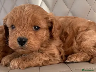 Cavapoo dogs F1Health Tested Cavapoo Puppies - Advert 8