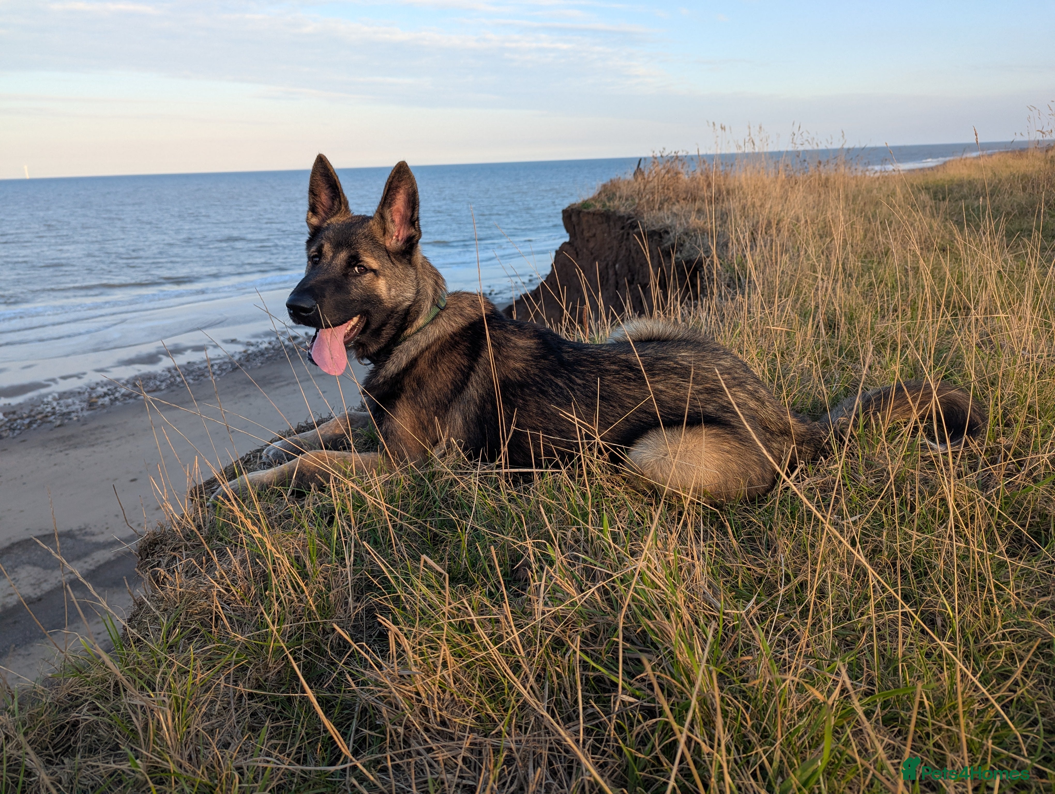 Mixed Breed dogs Looking for a new home  - Advert 1