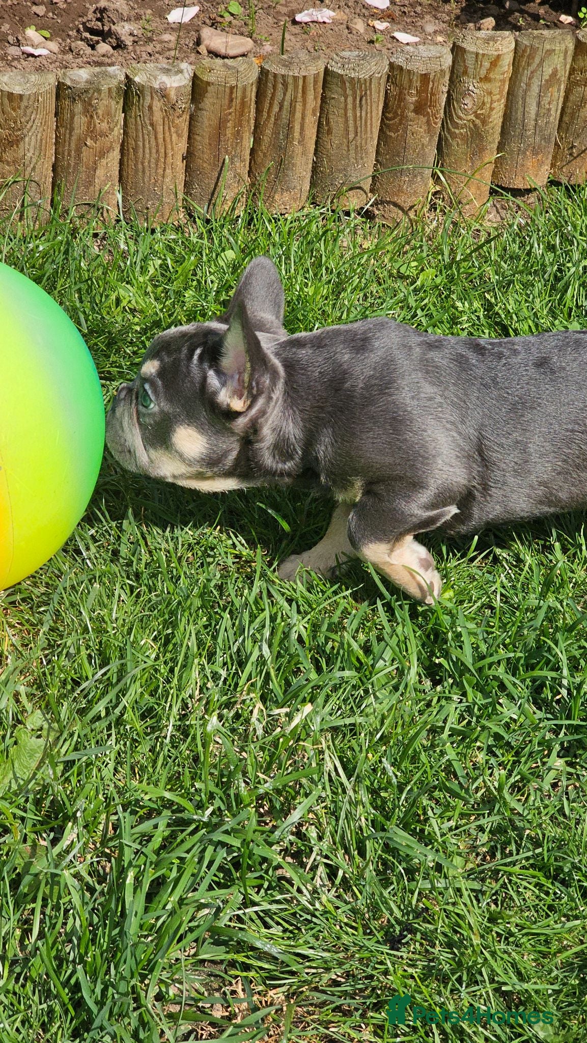 French Bulldog dogs AVAILABLE Beautiful frenchies ready now  - Advert 16