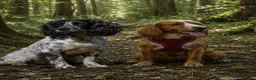 Cocker Spaniel dogs for sale: Stunning Working Cocker Spaniels  - Advert 8
