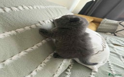 British Shorthair cats for sale: British shorthair - Image 5