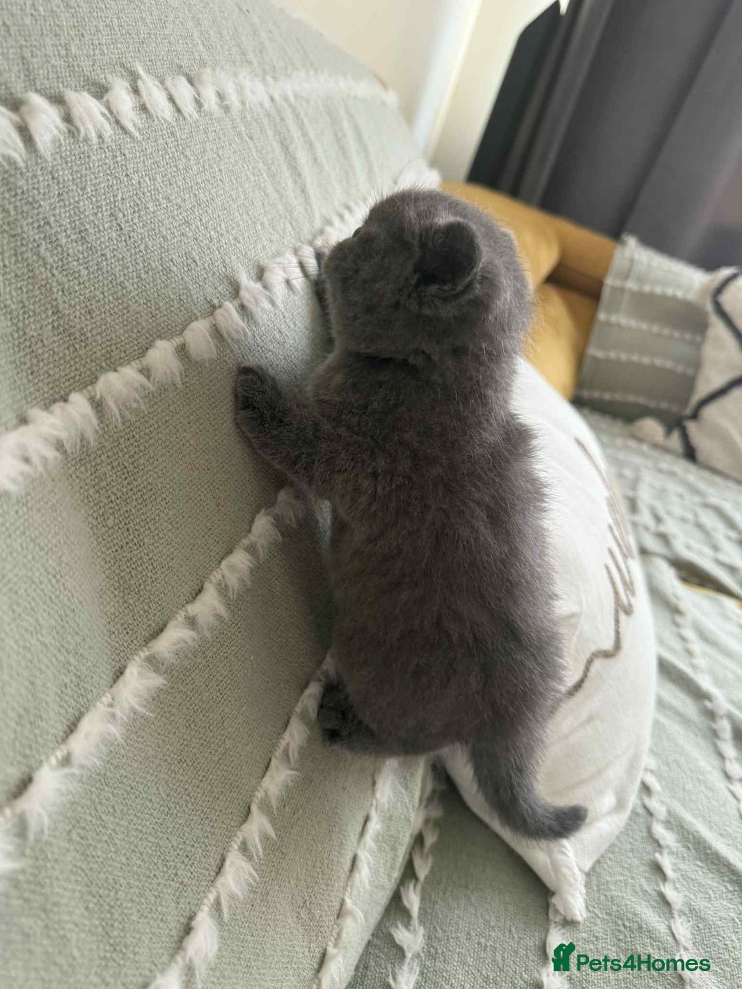 British Shorthair cats for sale: British shorthair - Image 5