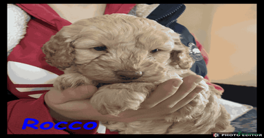 Cockapoo dogs Meet Rocco – Your Perfect Cockapoo Companion - Advert 12