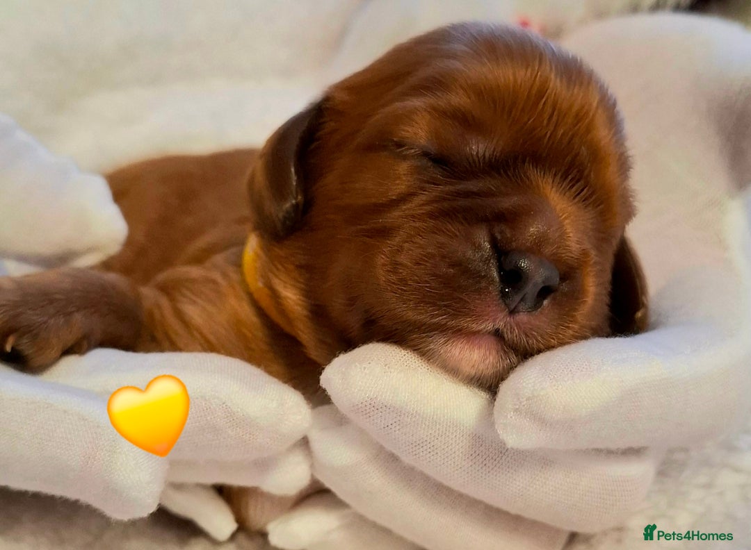 Cavalier King Charles Spaniel dogs for sale: 🥇❤️Beautiful Cavalier King Charles Spaniel 🐾⭐️ - Advert 2