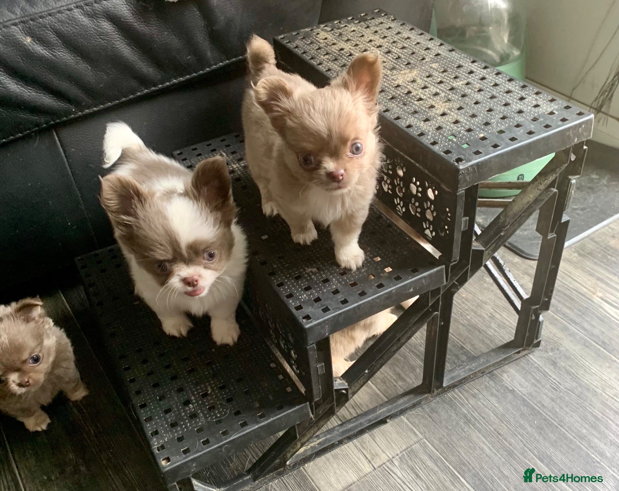 Chihuahua dogs K.C Longcoat Chihuahua boys and girls in Essex  - Advert 2