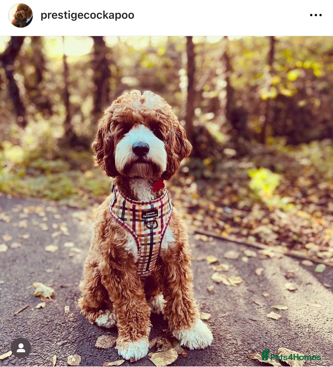 Cavapoo dogs for sale: Extensively Health Tested F1b Cavapoo Puppies  - Advert 8