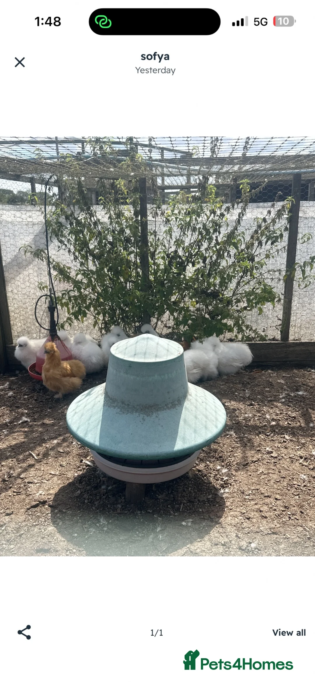 Hens poultry for sale: Beautiful hen,s for rehoming  - Advert 3