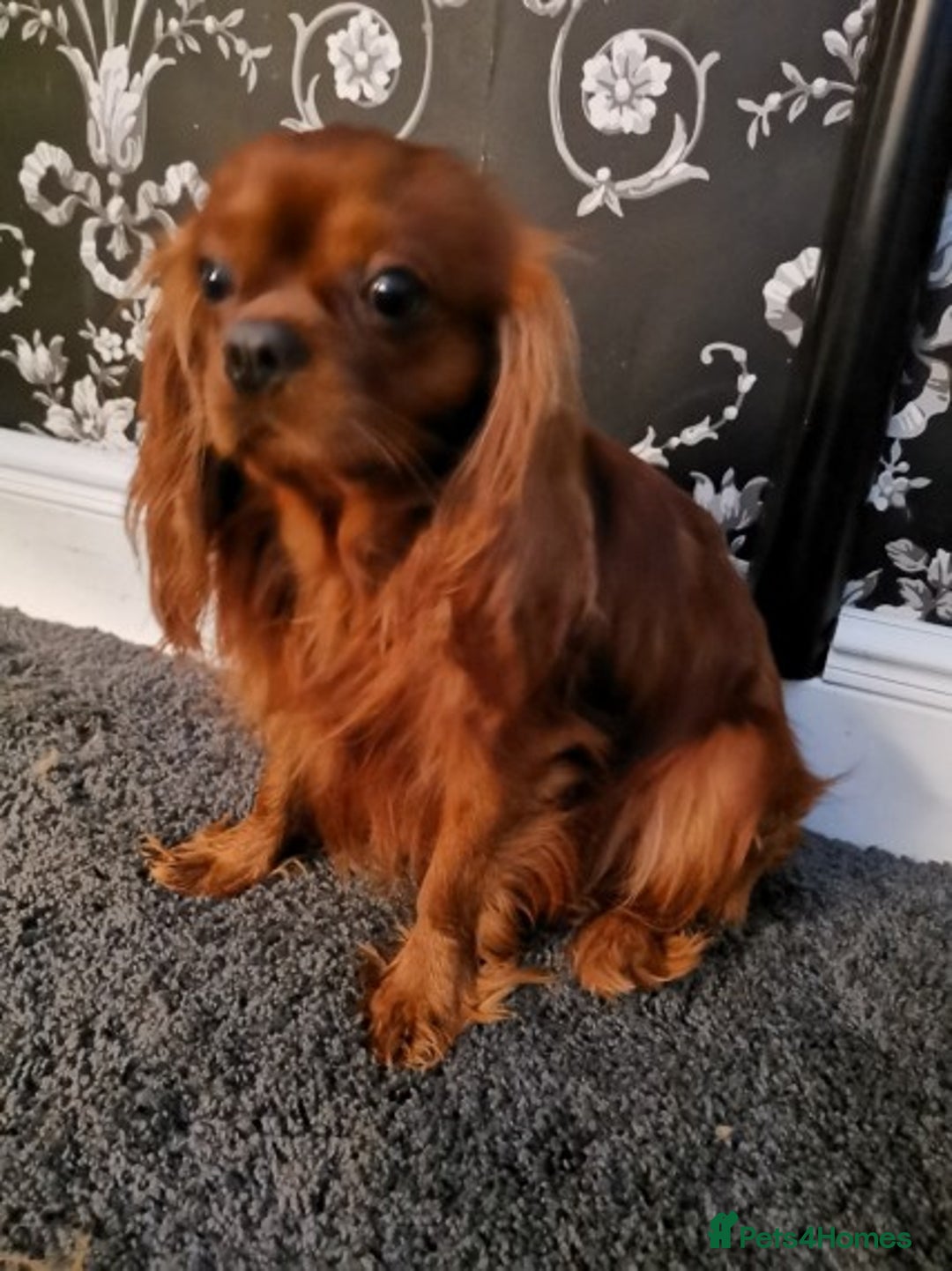Cavalier King Charles Spaniel dogs for stud: Kc registered solid Ruby boy for stud in Sheffield - Image 1