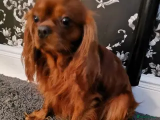 Cavalier King Charles Spaniel dogs Kc registered solid Ruby boy for stud in Sheffield - Advert 12