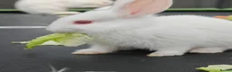New Zealand rabbits for sale: Beautiful New Zealand Rabbits – Boys & Girls  in Farnborough - Advert 3