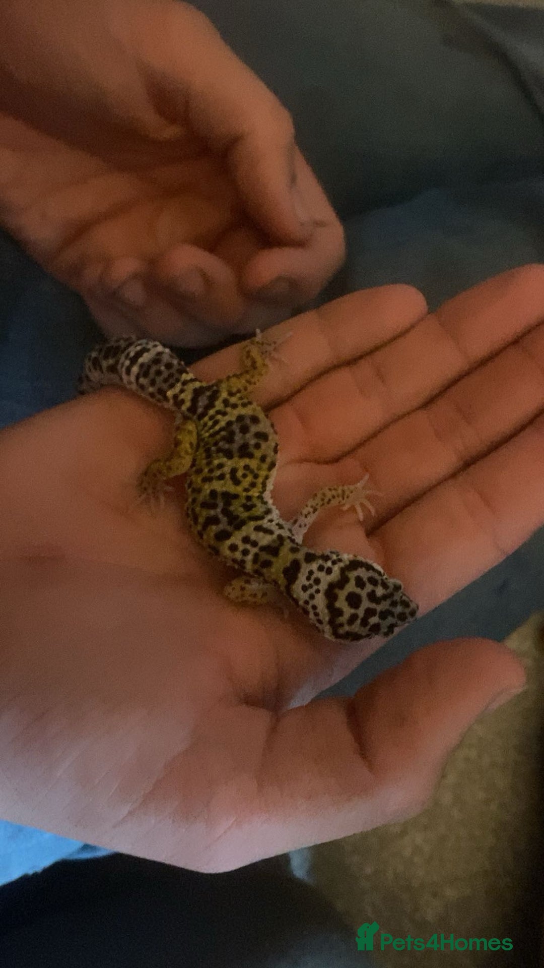 Leopard Gecko reptiles for sale: 10 month old Leopard Gecko + setup - Advert 4