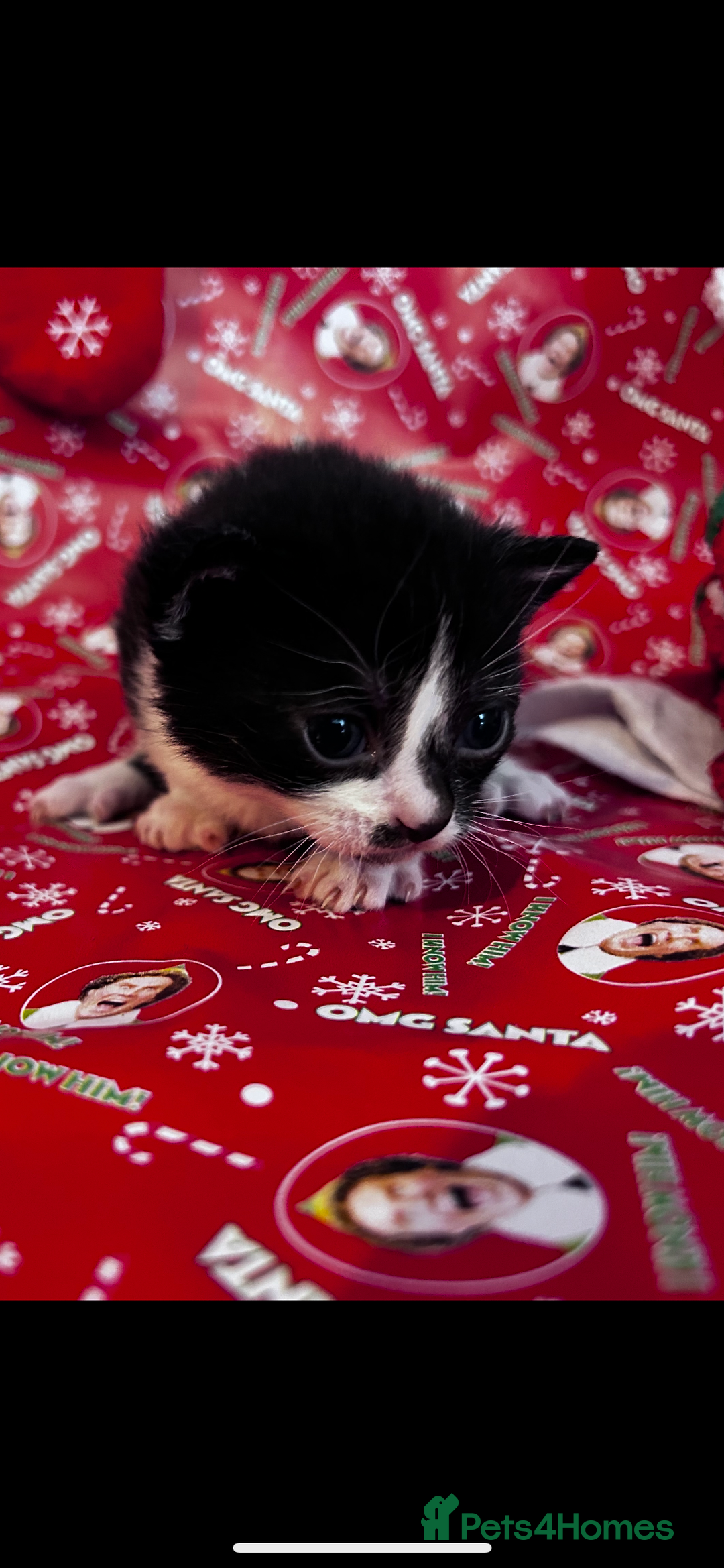 Mixed Breed cats for sale: Male kittens for sale  - Advert 4