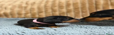 Miniature Dachshund 1