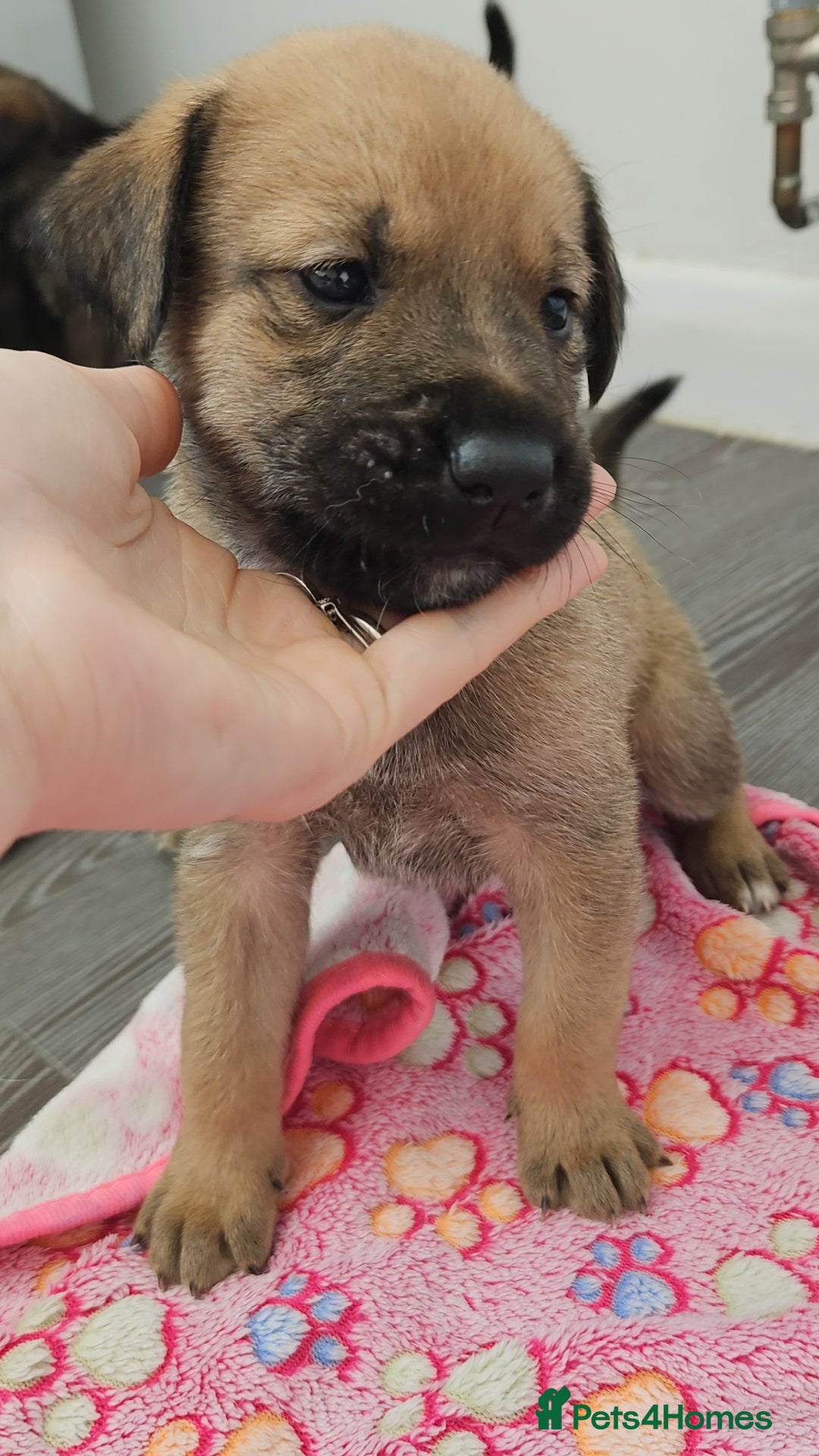 Mixed Breed dogs for sale: Wolfdog x cane corso - Image 3