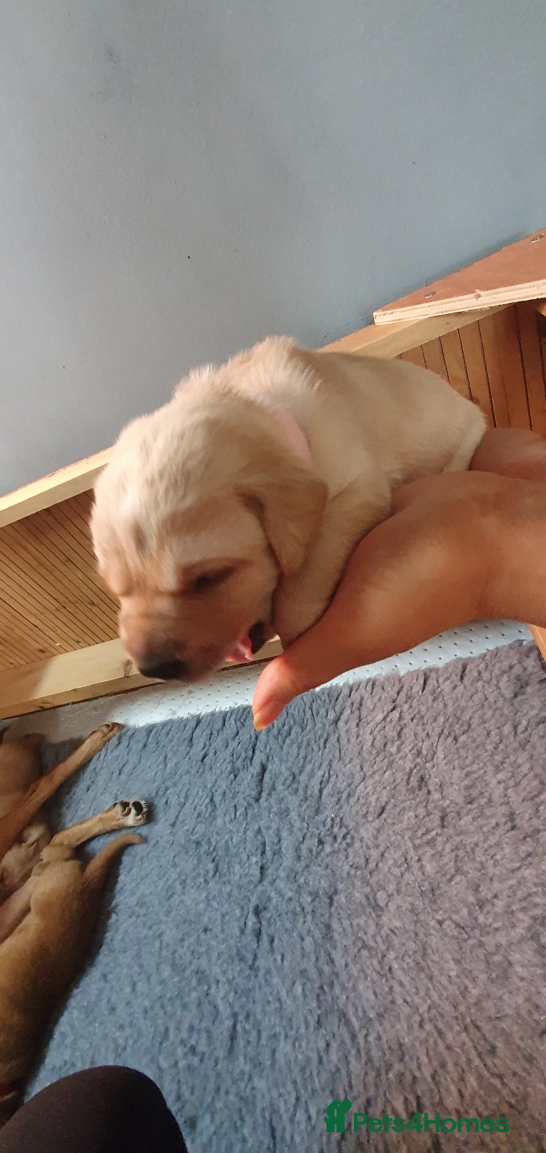 Labrador Retriever dogs for sale: Fox red Labrador - Image 3
